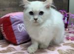 Luna - Ragdoll Kitten For Sale - Peoria&comma; IL&comma; US