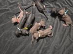 8 sphynx kittens - Sphynx Kitten For Sale - Toledo&comma; OH&comma; US
