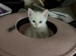 Luna - Siamese Kitten For Sale - Long Beach&comma; CA&comma; US