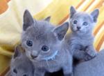 Kitten Russian Blue For You - Russian Blue Kitten For Sale - Charlotte&comma; NC&comma; US