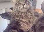Bobo - Maine Coon Kitten For Sale/Service - Astoria&comma; NY&comma; US