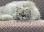 Xena - Persian Cat For Sale - Gladstone&comma; VA&comma; US