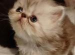 Yahs Kitty Creations Cattery - Persian Kitten For Sale - 
