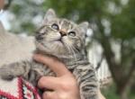 Male Trio - Domestic Kitten For Sale - Harrisburg&comma; PA&comma; US
