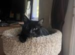 Luna - Domestic Cat For Adoption - New Durham&comma; NH&comma; US