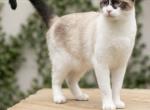Priscilla - Snowshoe Kitten For Sale - Carmel&comma; NJ&comma; US