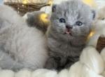Jazzy Blue Boy - British Shorthair Kitten For Sale - 