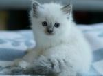 Cookie - Ragdoll Kitten For Sale - 