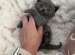 Lisaaaa - Scottish Straight Kitten For Sale - 