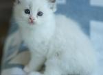 Pudding - Ragdoll Kitten For Sale - McKinney&comma; TX&comma; US