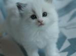 Tofu - Ragdoll Kitten For Sale - McKinney&comma; TX&comma; US