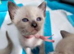 Seal Point girl Mauve Collar - Siamese Kitten For Sale - 