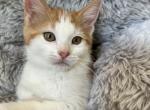 Napoleon - Polydactyl Kitten For Sale - Prior Lake&comma; MN&comma; US