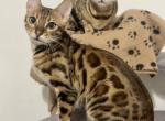Bengal Kittens - Bengal Kitten For Sale - 