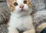 Caesar - Domestic Kitten For Sale - 