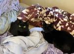 Cookie and Pickle - Domestic Cat For Sale - Bethlehem&comma; PA&comma; US