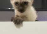 Sally - Siamese Kitten For Sale - Lehigh Acres&comma; FL&comma; US
