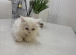 Snow - Persian Kitten For Sale - Lehigh Acres&comma; FL&comma; US