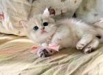 sparkle - British Shorthair Kitten For Sale - Staten Island&comma; NY&comma; US