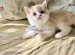 mocha - British Shorthair Kitten For Sale - 