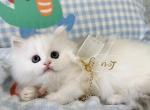 lavender - Minuet Kitten For Sale - 