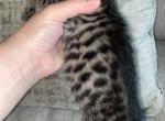 Charmed - Bengal Kitten For Sale - Phoenix&comma; AZ&comma; US