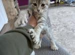 Polydactyl - Polydactyl Kitten For Sale - Absarokee&comma; MT&comma; US