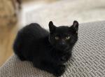 Polydactyl Black Male kittens - Polydactyl Kitten For Sale - Absarokee&comma; MT&comma; US