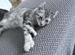 Montana Highland Lynx - Highlander Kitten For Sale - Absarokee&comma; MT&comma; US
