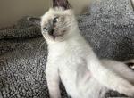 Lola - Siamese Kitten For Sale - 