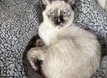 Lila - Siamese Kitten For Sale - 