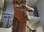 Honey - Scottish Straight Kitten For Sale - Commerce City&comma; CO&comma; US