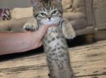Honey - Scottish Straight Kitten For Sale - Commerce City&comma; CO&comma; US