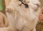 Himalayan boy 1 - Persian Kitten For Sale - 