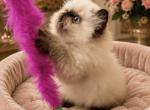 Himalayan boy - Persian Kitten For Sale - Clay&comma; PA&comma; US