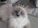 Miss Kitty Purry's litter - Ragdoll Kitten For Sale - Dunnellon&comma; FL&comma; US