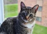 Sami - American Shorthair Cat For Adoption - Kingston&comma; NY&comma; US
