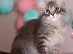 Felix - Siberian Kitten For Sale - Pembroke Pines&comma; FL&comma; US