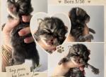 Brown Tabby boy - Persian Kitten For Sale - Clay&comma; PA&comma; US