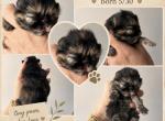 Tortoiseshell girl - Persian Kitten For Sale - Clay&comma; PA&comma; US