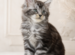 European Maine Coon cattery www lynxrunecode com - Maine Coon Kitten For Sale - FL&comma; US