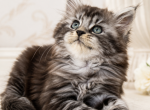 Black Tabby European Maine Coon Boy EU Pedigree - Maine Coon Kitten For Sale - DC&comma; US