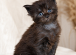 European Maine Coon kittens www lynxrunecode com - Maine Coon Kitten For Sale - FL&comma; US