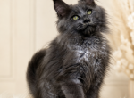 Maine Coon kittens available www lynxrunecode com - Maine Coon Kitten For Sale - FL&comma; US