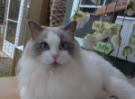 Lizzy's litter - Ragdoll Kitten For Sale - 