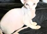 Pinkies - Sphynx Kitten For Sale - Berwyn&comma; IL&comma; US