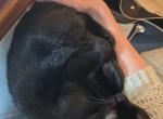 Binx - Domestic Cat For Sale - Eatonville&comma; WA&comma; US