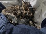 Mili and Hunter - Domestic Kitten For Sale - Queens&comma; NY&comma; US