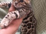 Lumi brown female 1 - Bengal Kitten For Sale - Mills River&comma; NC&comma; US