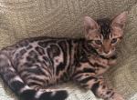 Lumi litter - Bengal Kitten For Sale - 